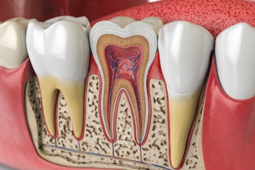 Illustrated tooth showing the inner nerve pathways